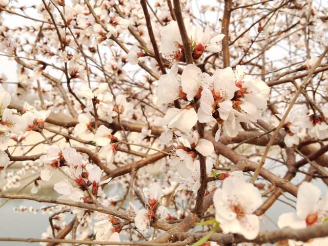 Spring in Tianjin