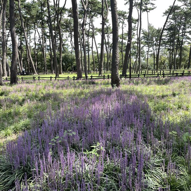 👀 지금 대왕암공원에 가야하는 이유 🌳 보라색 꽃밭 💜 맥문동