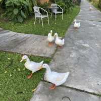 ที่พักราชบุรี สวนผึ้ง