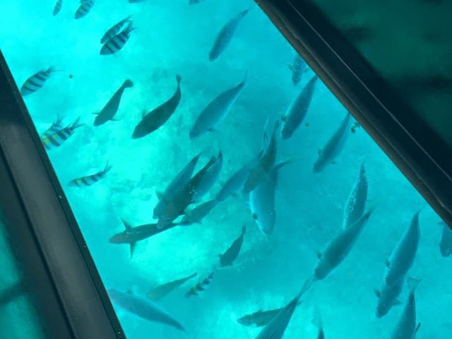 旅遊推介 沖繩站-部瀨名海中公園