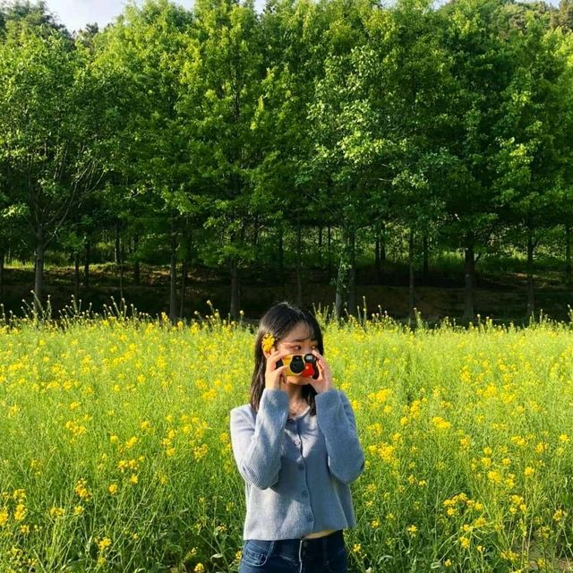 대구에서 유채꽃 감성 느끼기 [두류공원 유채꽃밭]