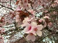 北海道　静内桜めぐり❗️ 二十間道路桜並木の桜に感動❗️