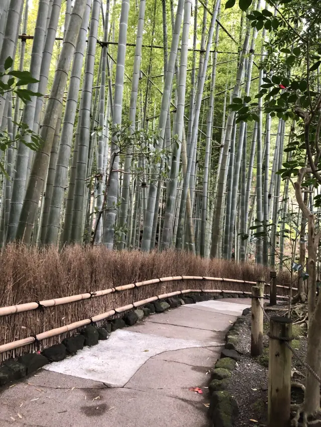 【神奈川・鎌倉】報国寺 竹林