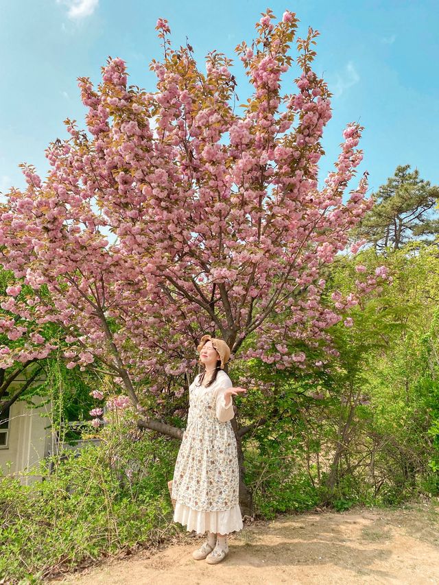 [겹벚꽃 명소] 이번주에 만개 100% 🌸 보라매공원 다녀온 후기 :)