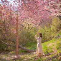🌸겹벚꽃이 아름다운 [부산, 민주공원]🌸