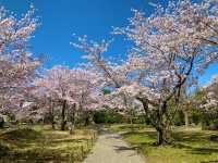 京都　京都散策旅　渉成園の庭園と桜のコラボに感動❗️