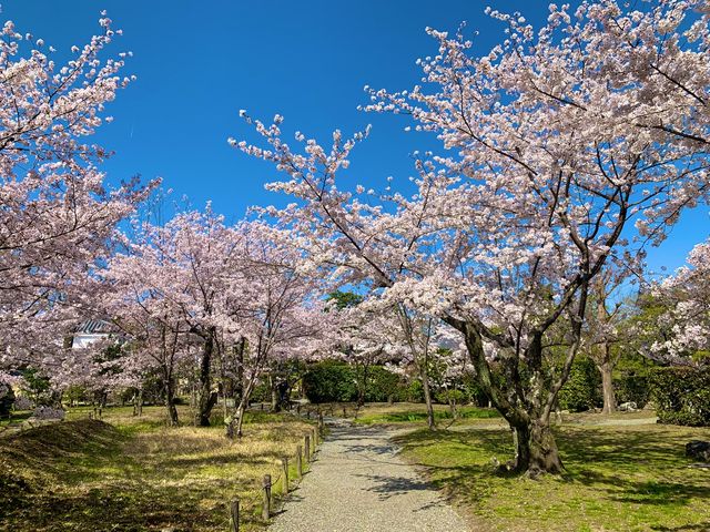 京都　京都散策旅　渉成園の庭園と桜のコラボに感動❗️