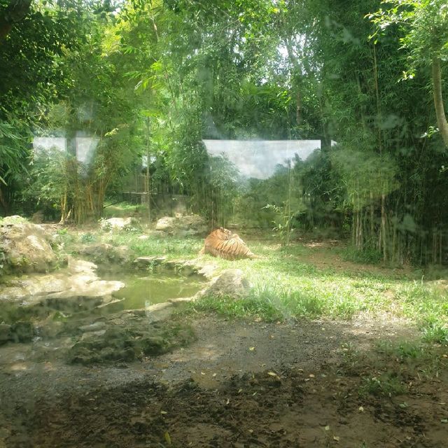 The Great Safari Experience