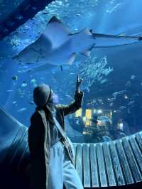DMM沖繩水族館🇯🇵🦈老少咸宜之景點