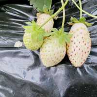 【栃木】あま〜いいちご狩り食べ放題🍓「吉村農園」