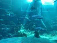 S.E.A. Aquarium, Resorts World Sentosa SG