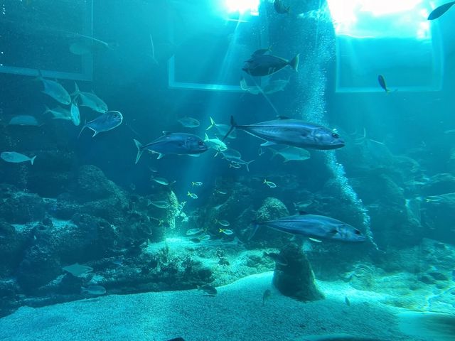 S.E.A. Aquarium, Resorts World Sentosa SG