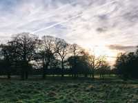英國Nottingham Wollaton Park - 蝙蝠俠與小鹿