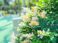 花花世界 玫瑰園