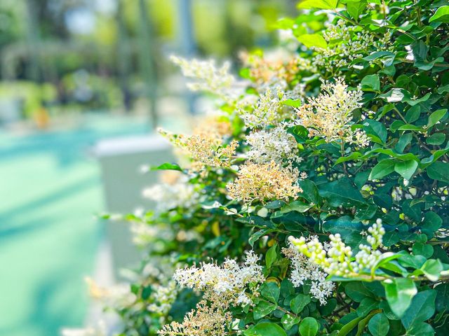 花花世界 玫瑰園