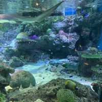 【猛暑から逃げよう】室内水族館　@品川