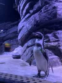 🐬Aquarium Phuket อควาเรียม ที่ใหญ่ที่สุดในภูเก็ต