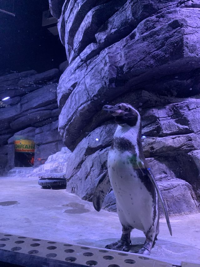 🐬Aquarium Phuket อควาเรียม ที่ใหญ่ที่สุดในภูเก็ต