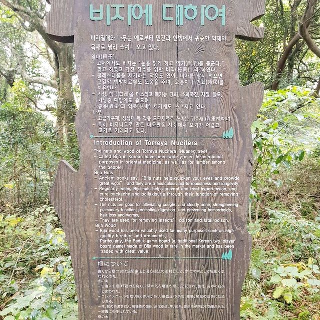 천년의 숲, 힐링숲 "비자림"