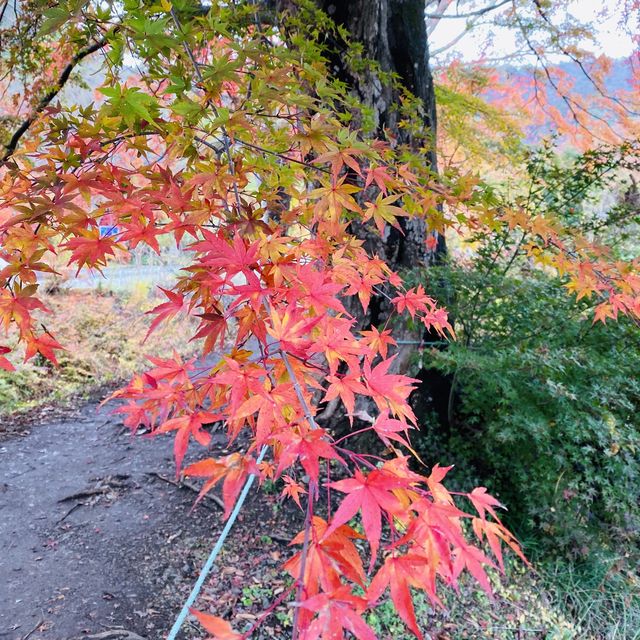🇯🇵 又到了欣賞紅葉的秋季 — 河口湖楓葉迴廊