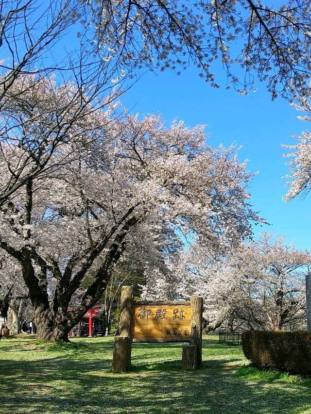 桜並木が見事