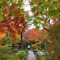 京都紅葉2022 宝筐院の素晴らしい紅葉