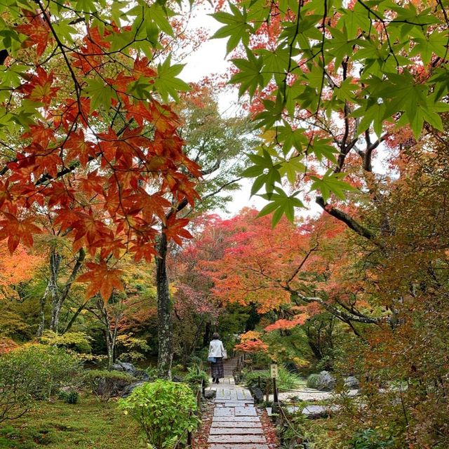 京都紅葉2022 宝筐院の素晴らしい紅葉