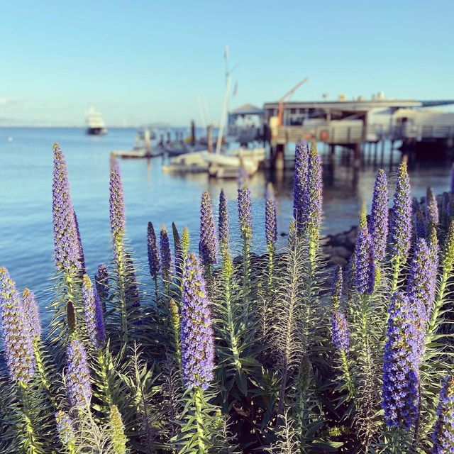 Magnificent bayside city of Sausalito