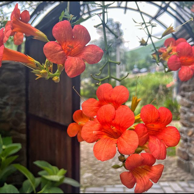 Flower spotting in Moganshan
