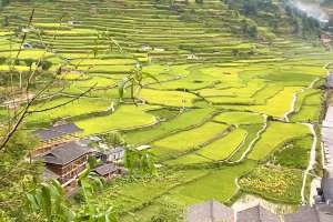 Wonderful Rice fields 🌾