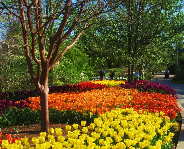 Colorful Tulip Garden and Zoo