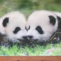 PANDAS 🐼 just gorgeous. Chengdu Research Panda base