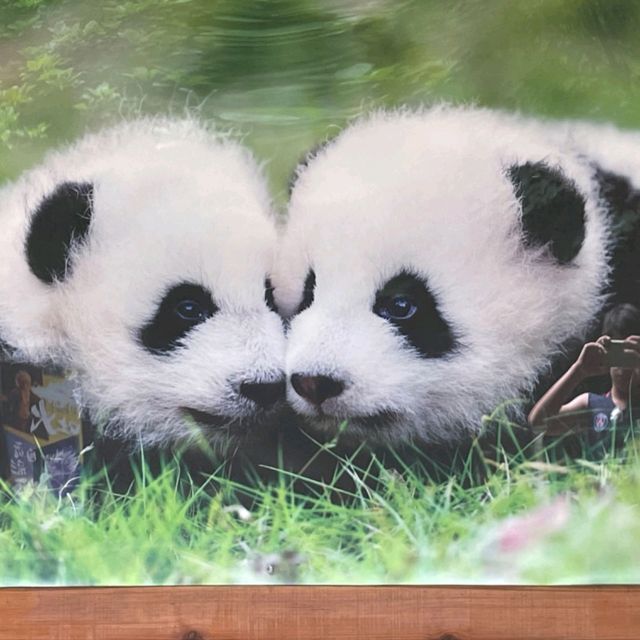 PANDAS 🐼 just gorgeous. Chengdu Research Panda base