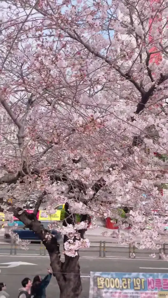 Captivating Charm: Embracing Spring's Beauty in South Korea! 🌸🇰🇷