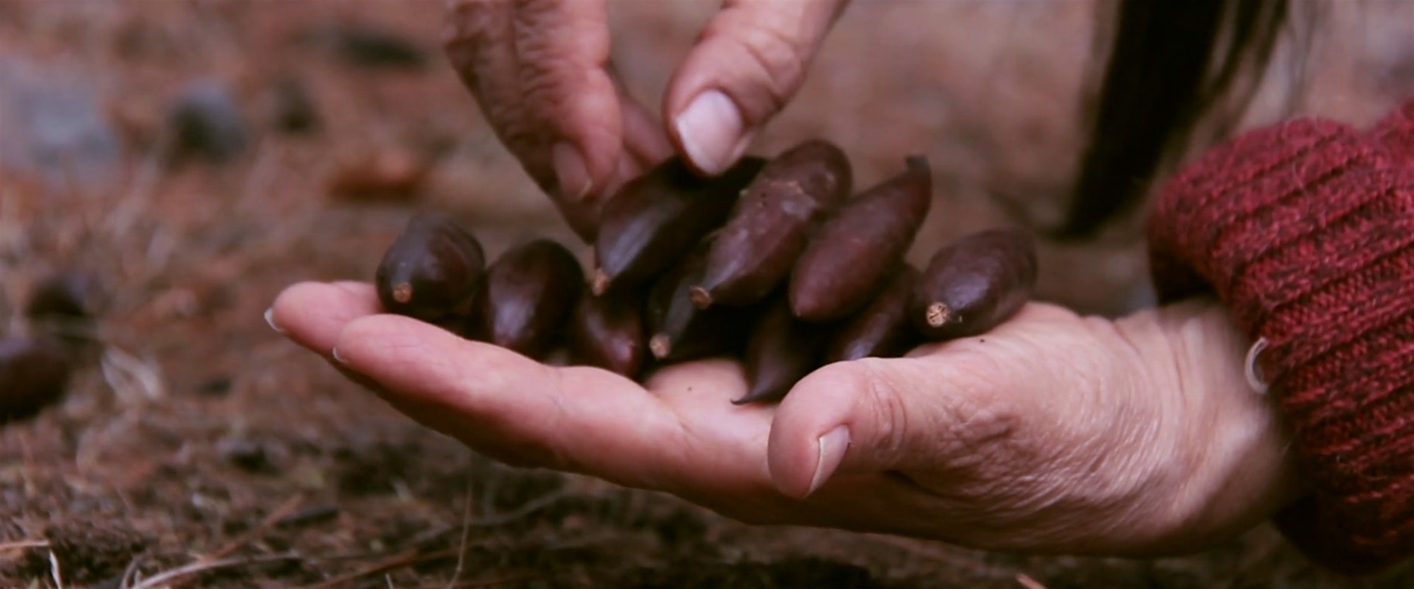 Public Tour - Seeds | Mildred Lane Kemper Art Museum