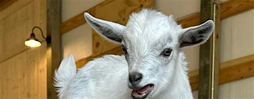 Goat Yoga Nashville- Spring Has Sprung | Goat Yoga Nashville