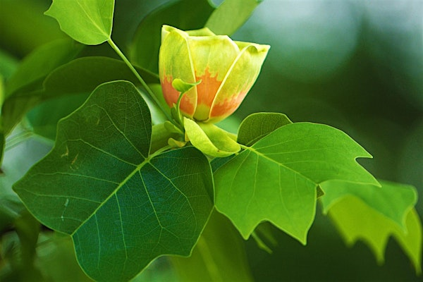Advanced Botany II | The North Carolina Arboretum
