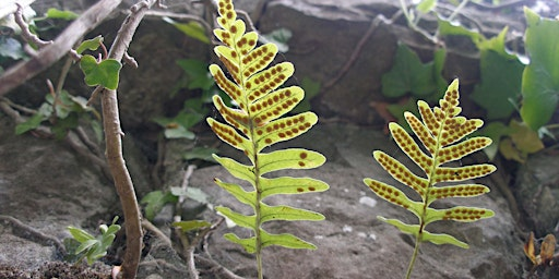 Introduction to Ferns | Tyland Barn