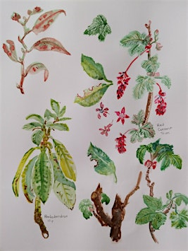 Intro to Botanical Illustration | Welland Legacy Park & Community Orchard
