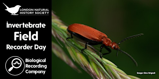 Invertebrate Field Recorder Day | Tolworth Court Farm