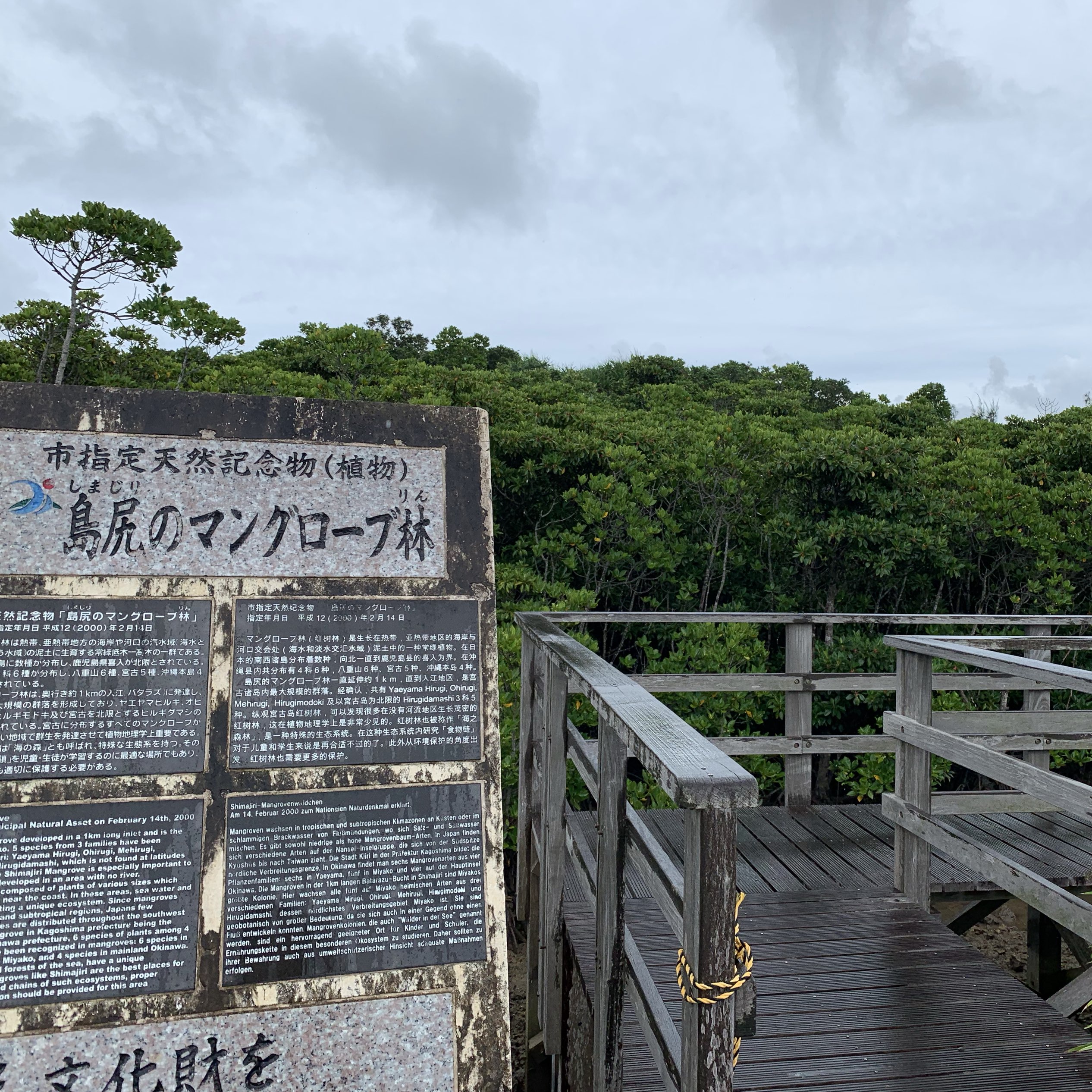 沖縄・宮古島】島尻のマングローブ林 | Trip.com 宮古島の旅のブログ