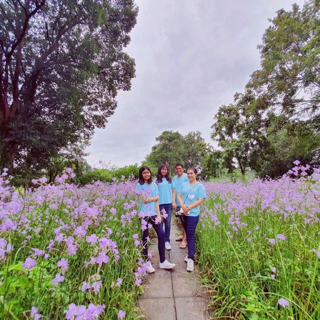 ดอกหงอนนาค​ บานอลังการที่ปราจีนบุรี