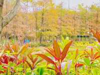 青衣公園睇紅葉
