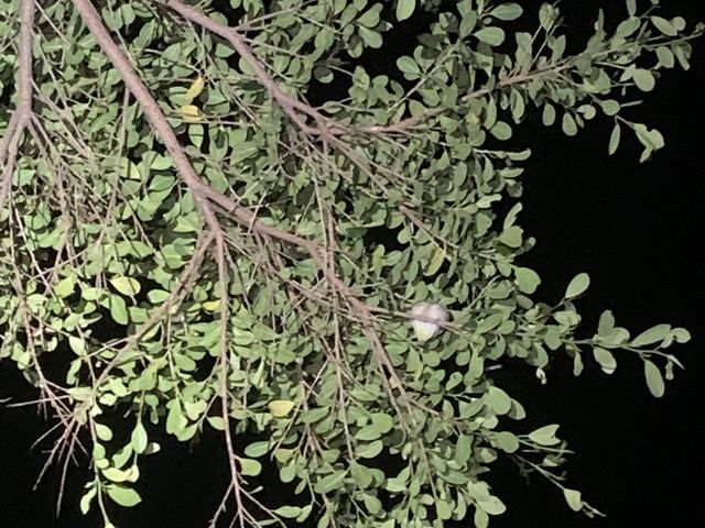 屏東小琉球景點-夜間導覽