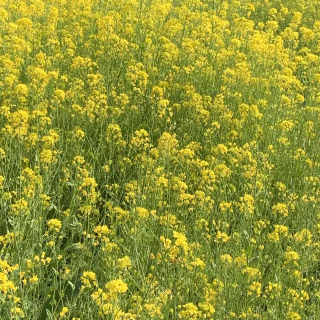 [대구] 또 다른 느낌의 유채꽃밭🌼 ”하중도”