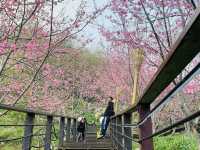 阿里山石棹步道群-櫻之道