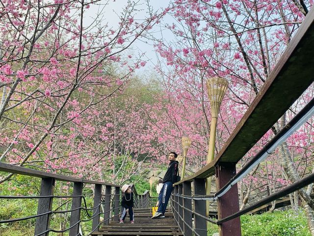 阿里山石棹步道群-櫻之道