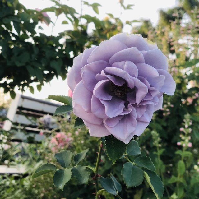 2022春季玫瑰展🌹🌷💐盛開季節@台北玫瑰園