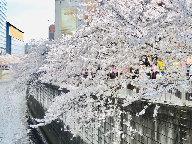 目黑川櫻花 - 沿途與你有過一幀風景