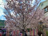京都　KYOTO SAKURAめぐり❗️嵐電嵐山駅の桜に感動❗️足湯も⁈